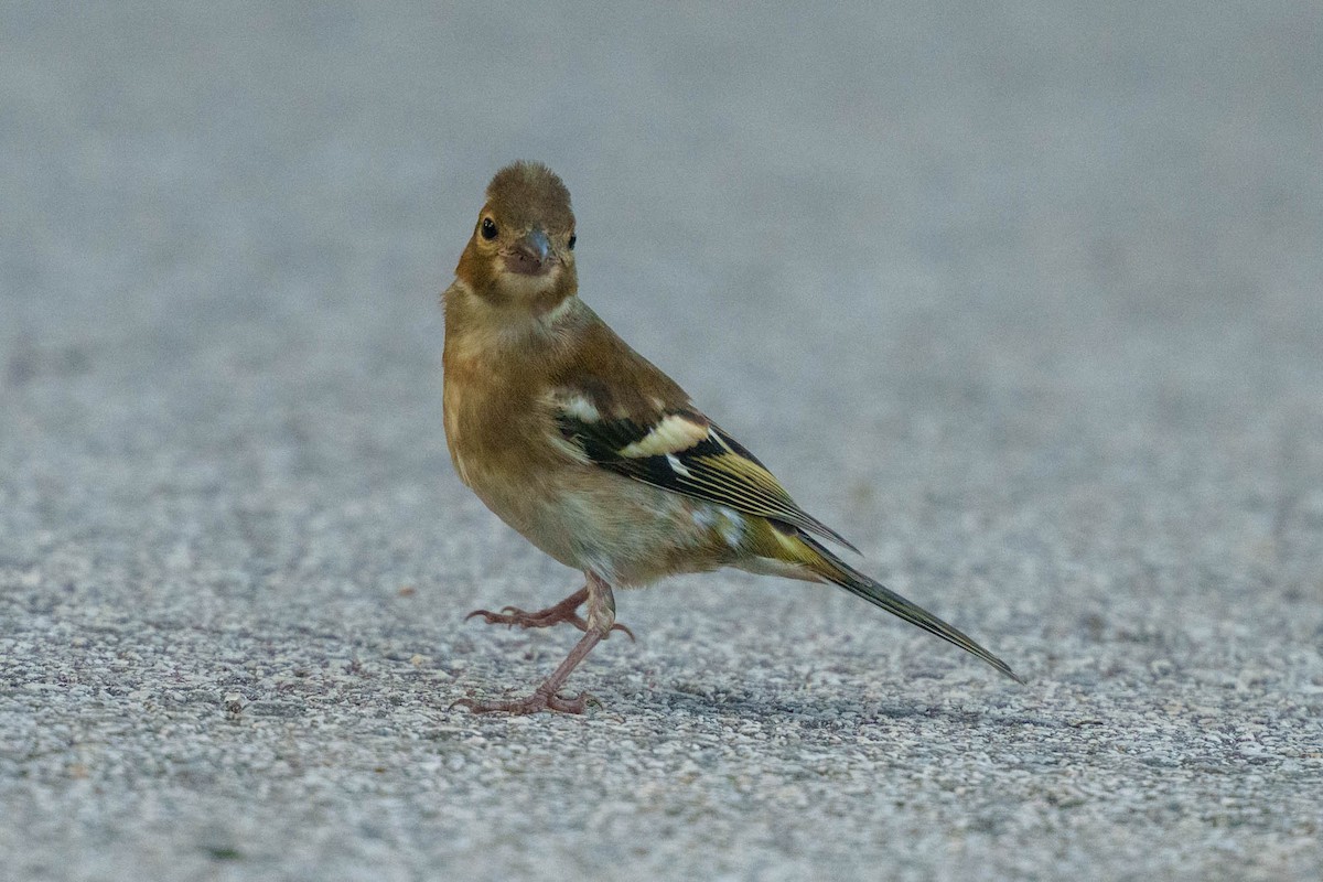 pěnkava obecná - ML639329828