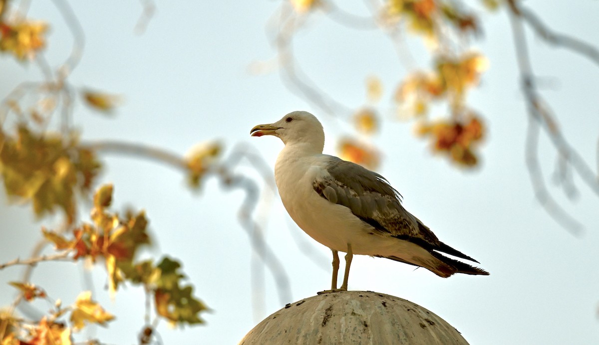 Yellow-legged Gull - ML639329876