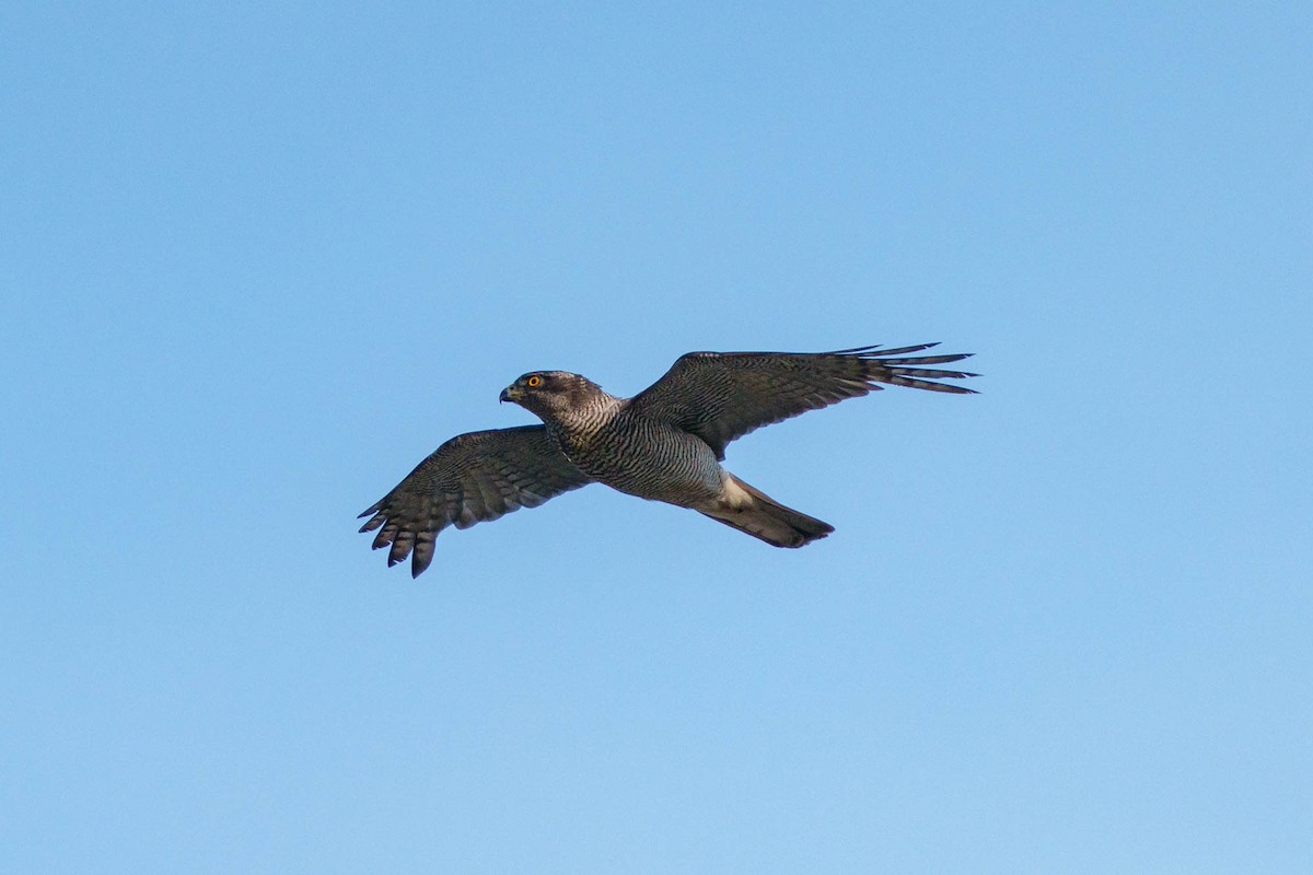 Eurasian Goshawk - ML639329907