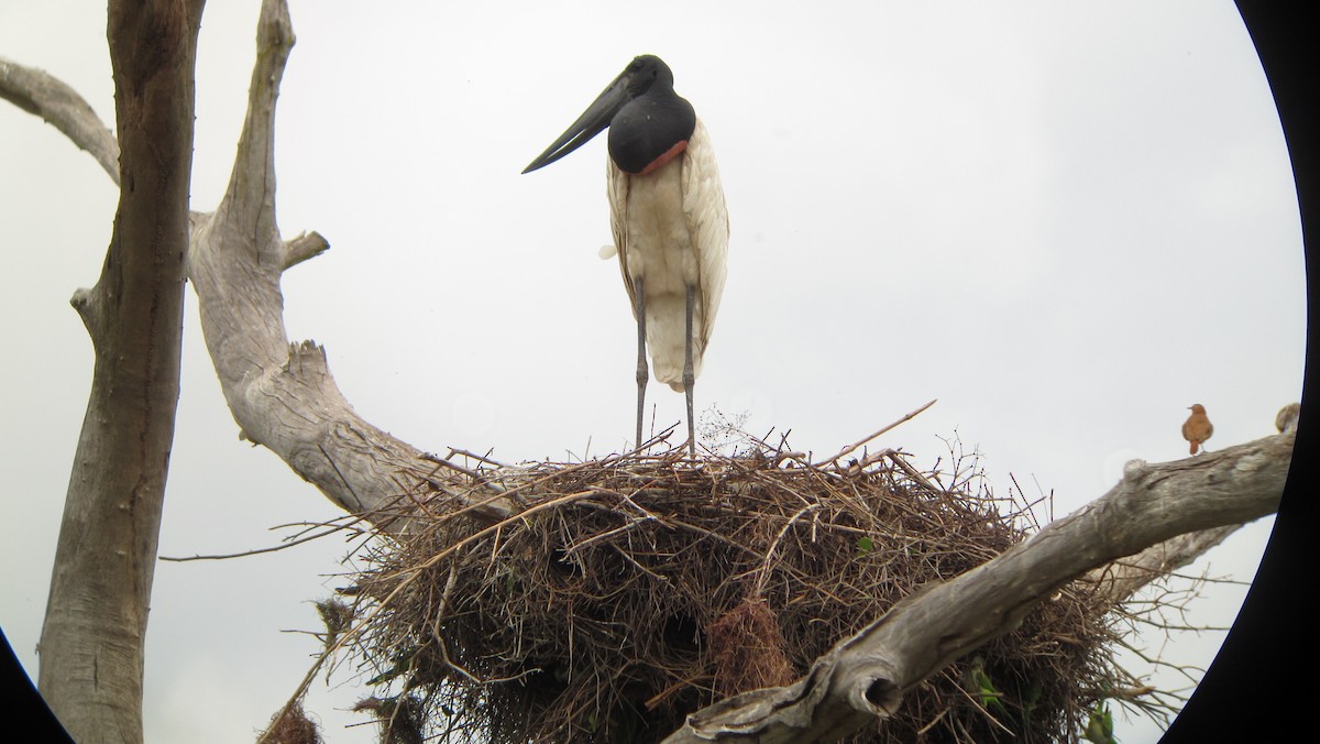 Jabiru - ML639329929