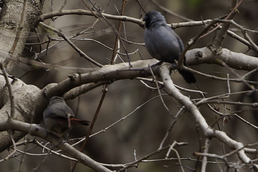 Black-faced Firefinch - ML639330048