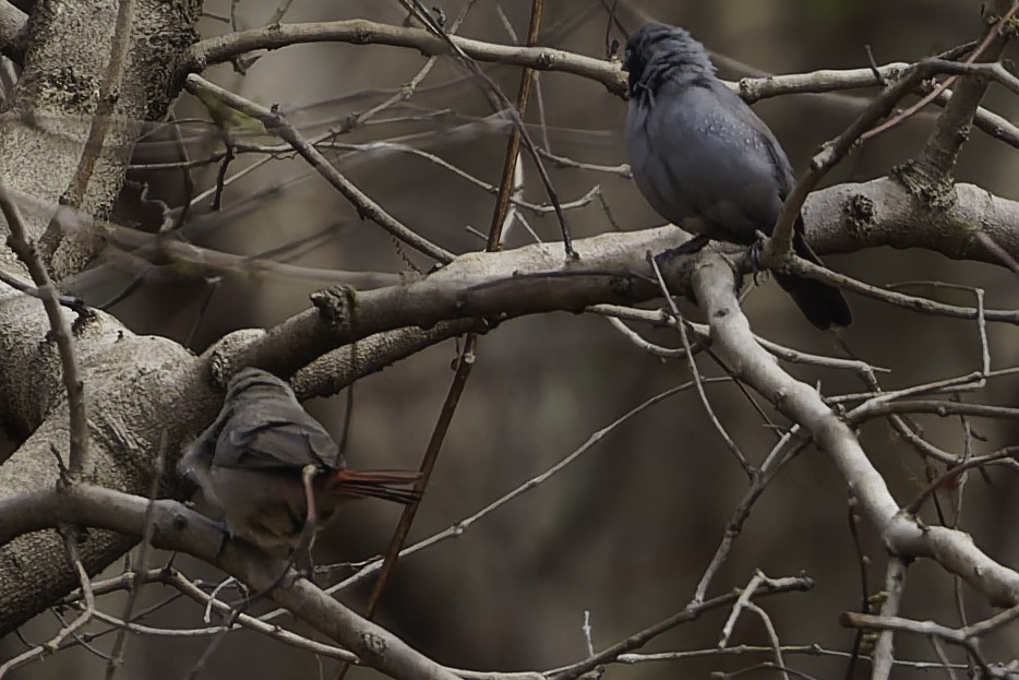 Black-faced Firefinch - ML639330049