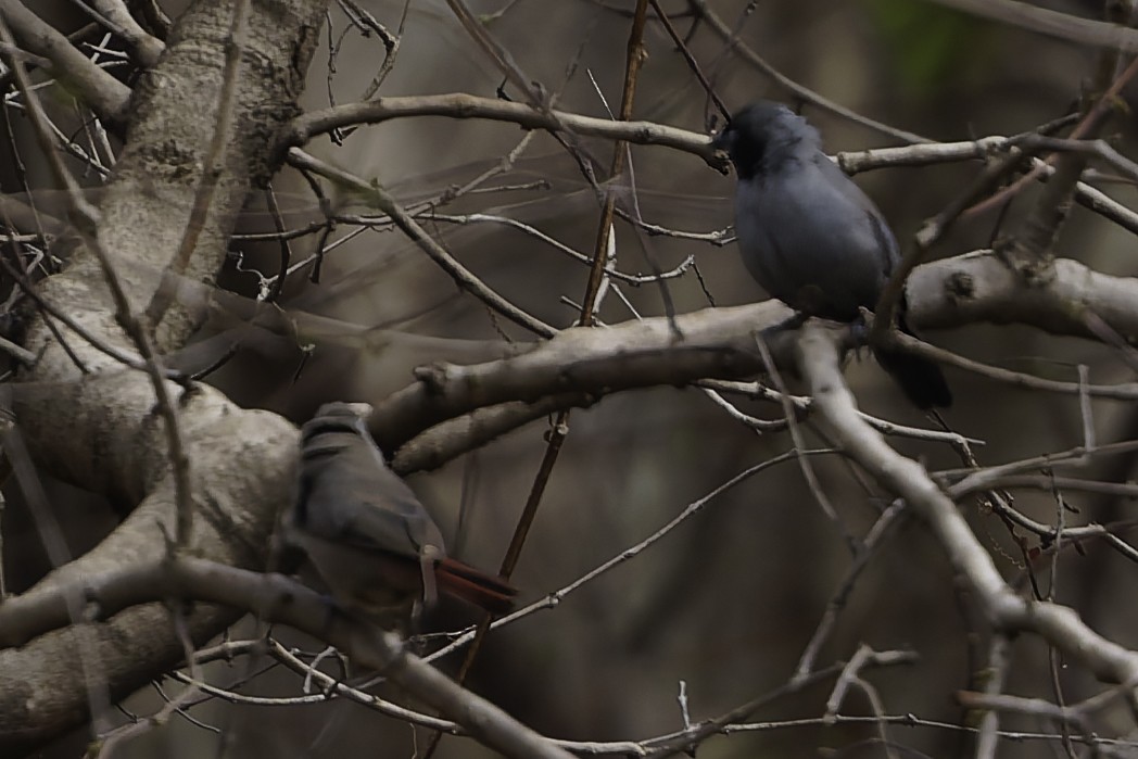 Black-faced Firefinch - ML639330050