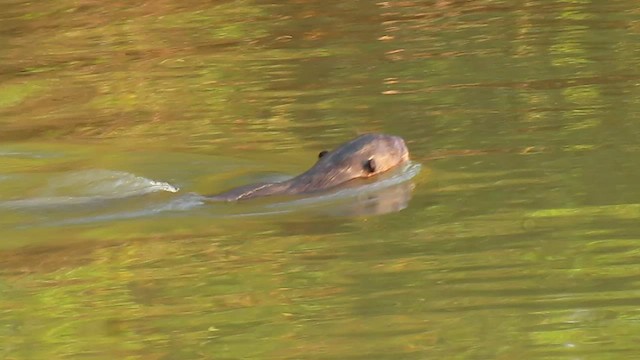 Giant Otter - ML639330082