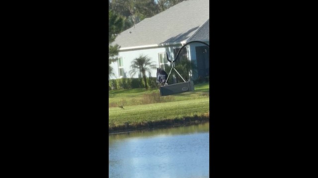Boat-tailed Grackle - ML639330115