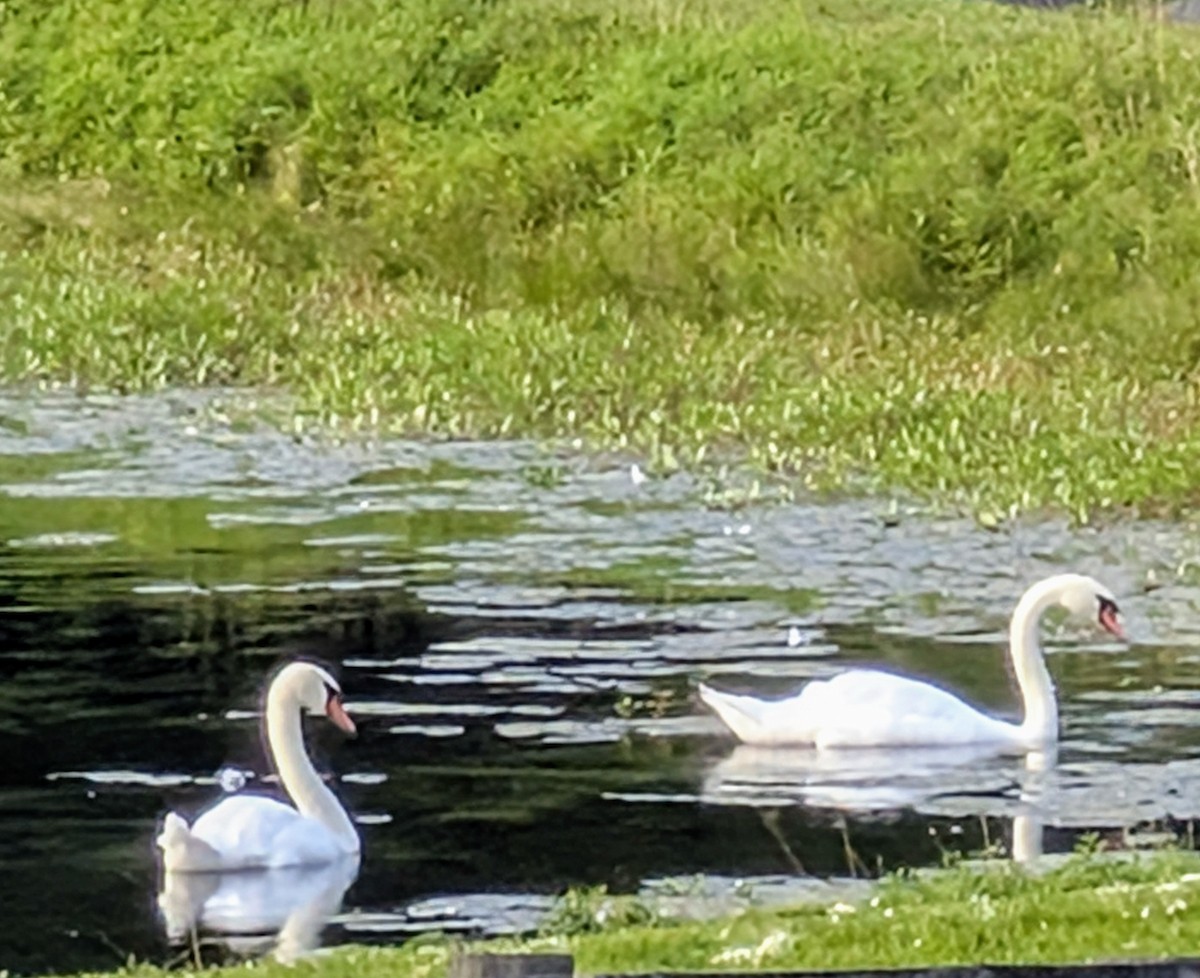 Mute Swan - ML639330126