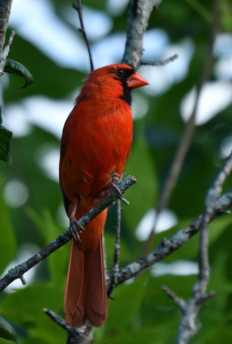 Northern Cardinal - ML639330241