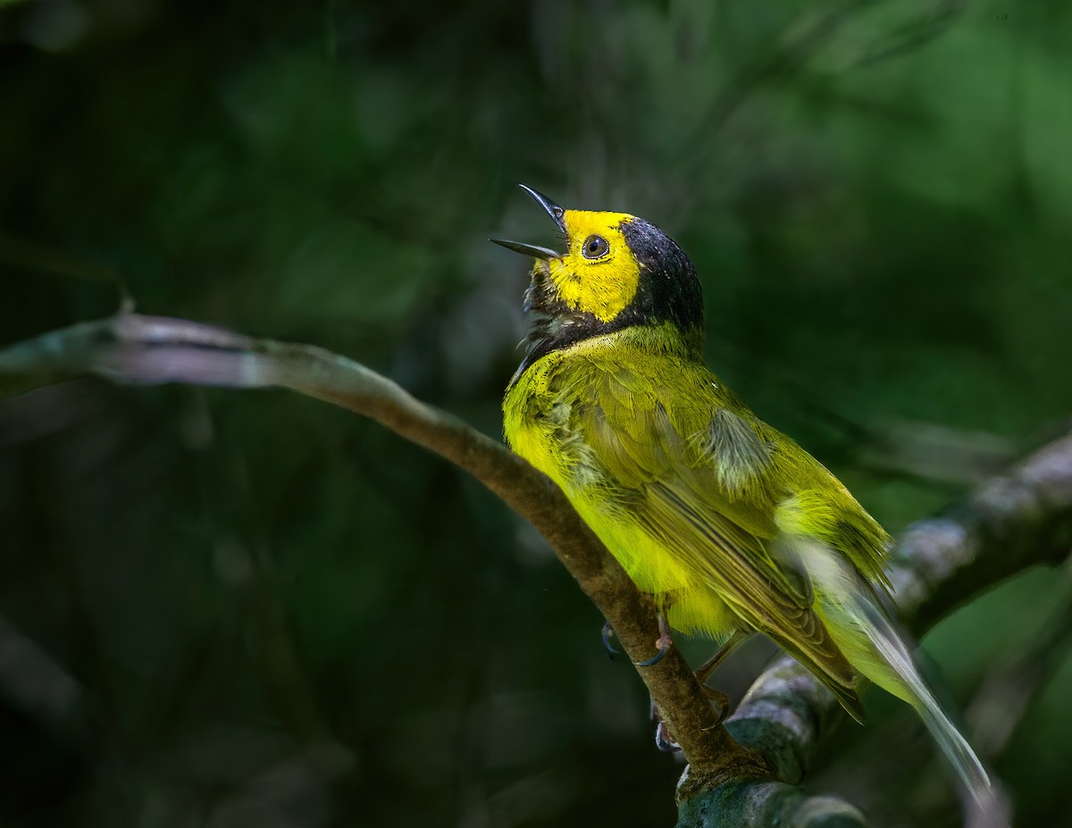 Hooded Warbler - ML639330270