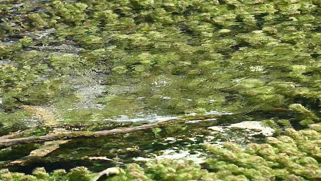 Brown Dipper - ML639330356