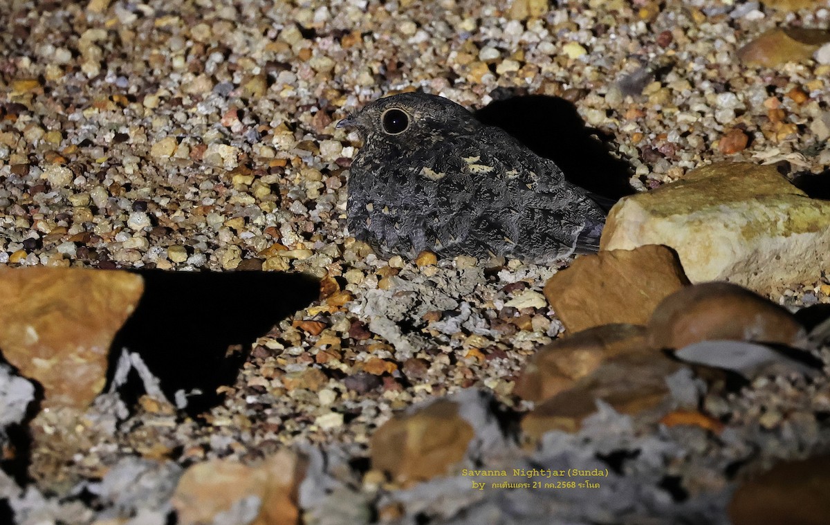 Savanna Nightjar (Sunda) - ML639330359
