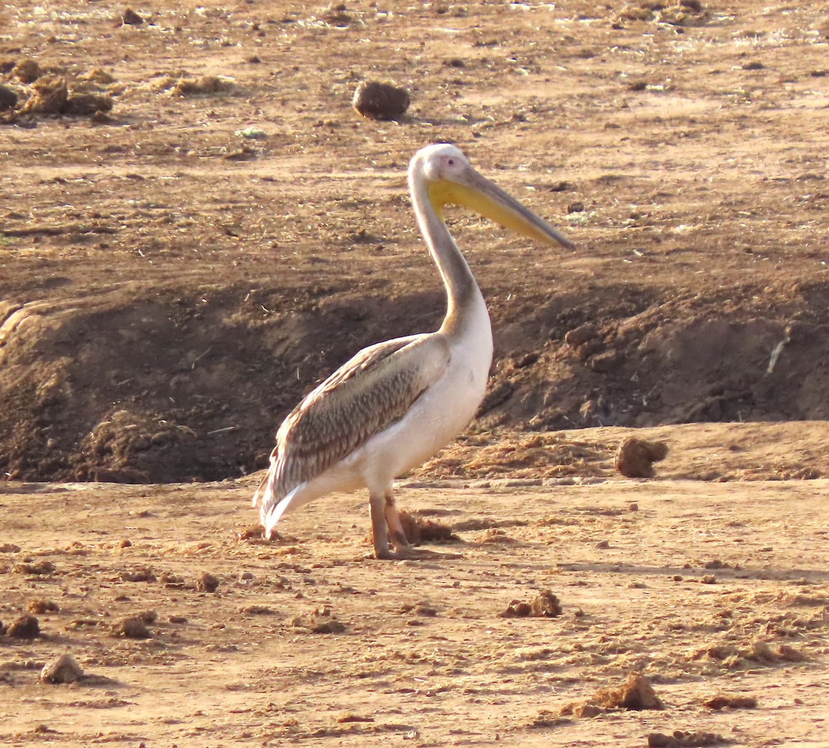 Great White Pelican - ML639330447