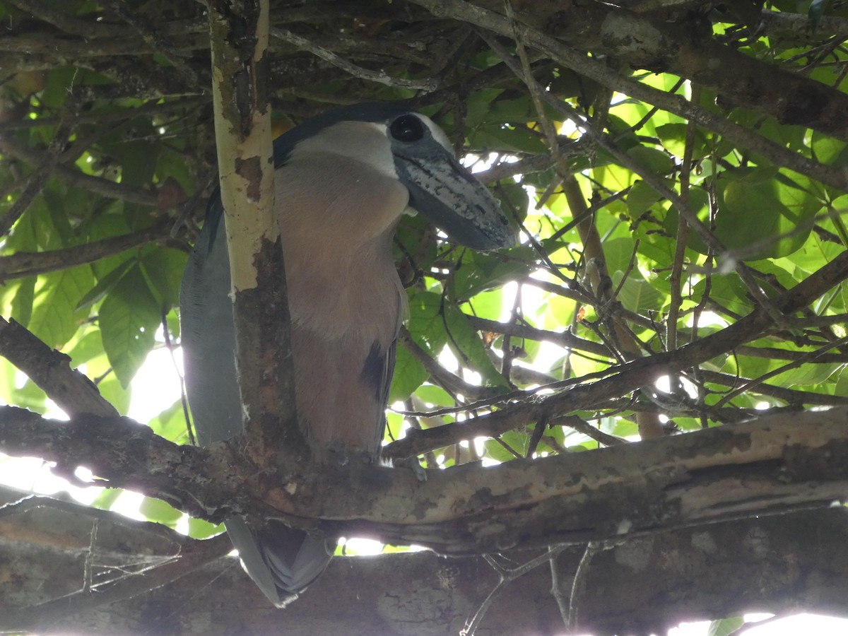 volavčík člunozobý - ML639330507