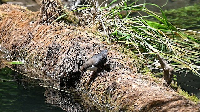 ムナジロカワガラス - ML639330512