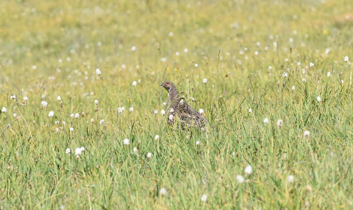Sooty Grouse - ML639330515
