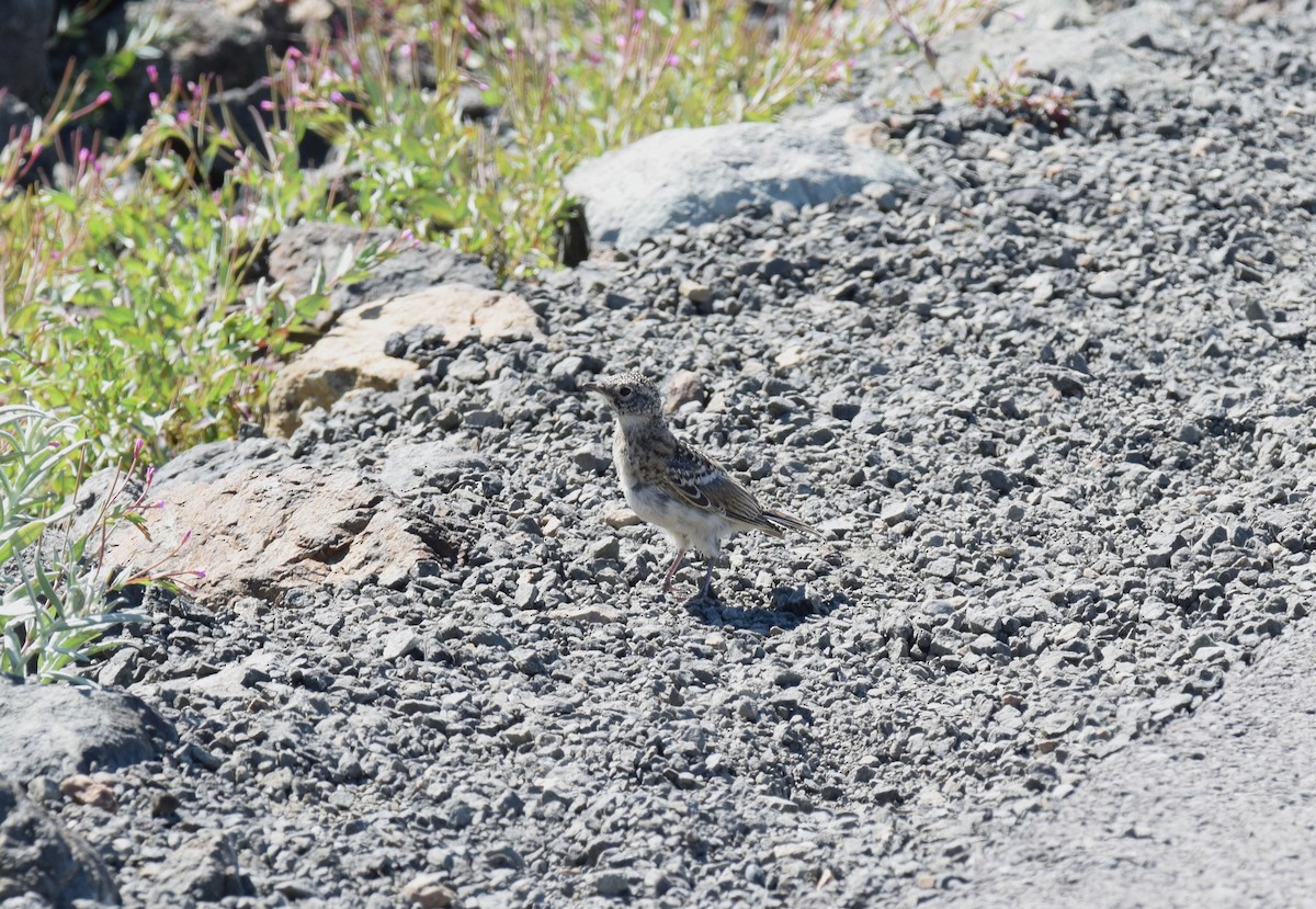 Horned Lark - ML639330520