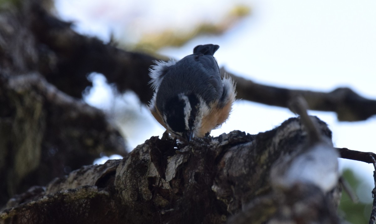Red-breasted Nuthatch - ML639330641