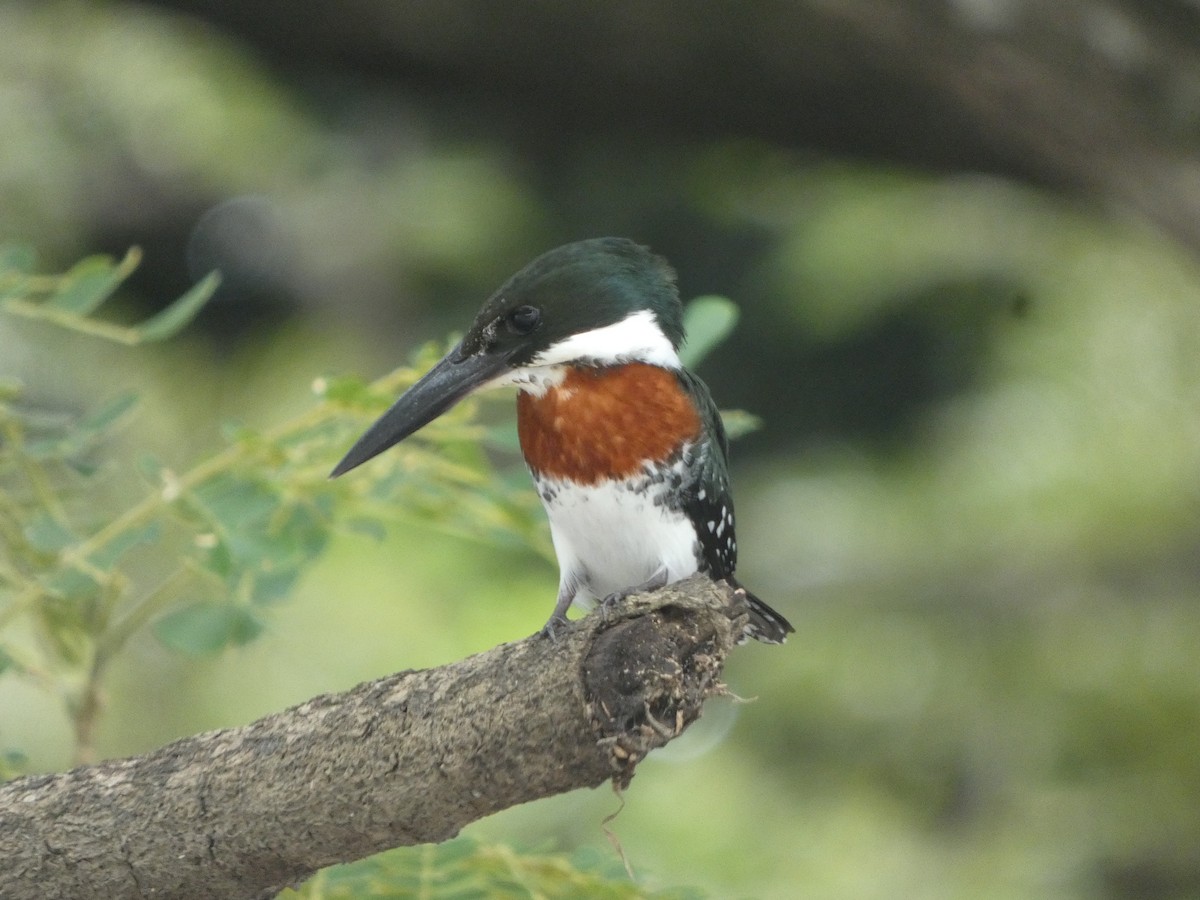 rybařík zelený - ML639330656