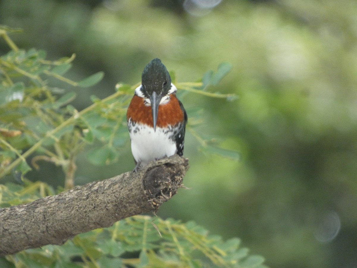 rybařík zelený - ML639330657