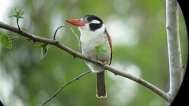 White-eared Puffbird - ML639330685