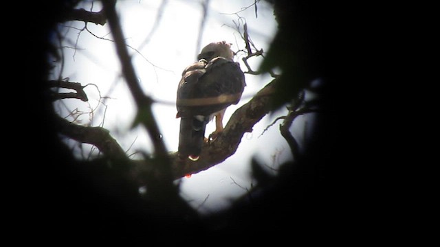 Harpy Eagle - ML639330708