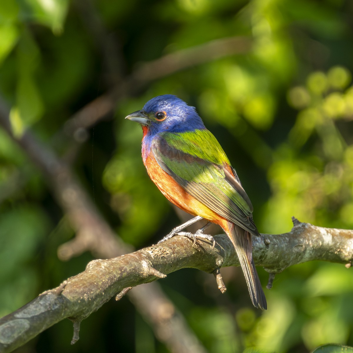 Painted Bunting - ML639330739