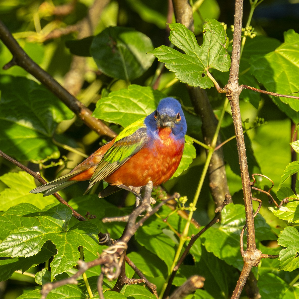 Painted Bunting - ML639330744
