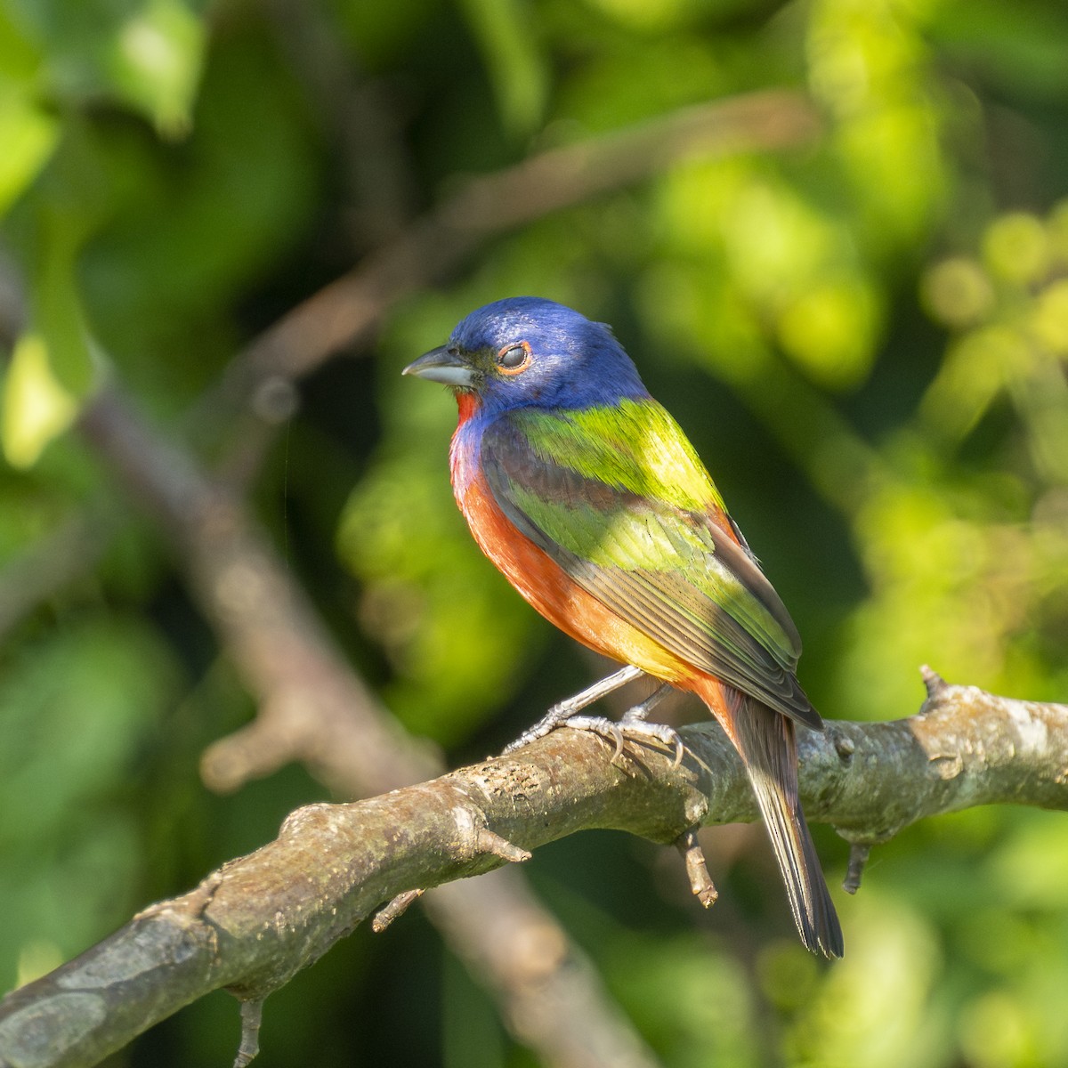 Painted Bunting - ML639330746