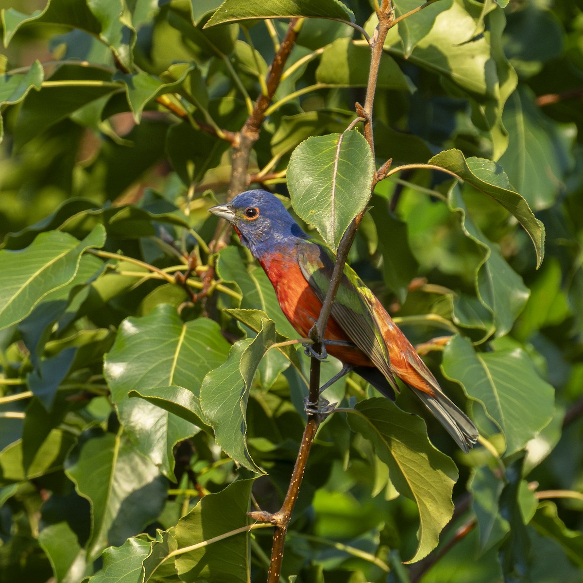 Painted Bunting - ML639330747