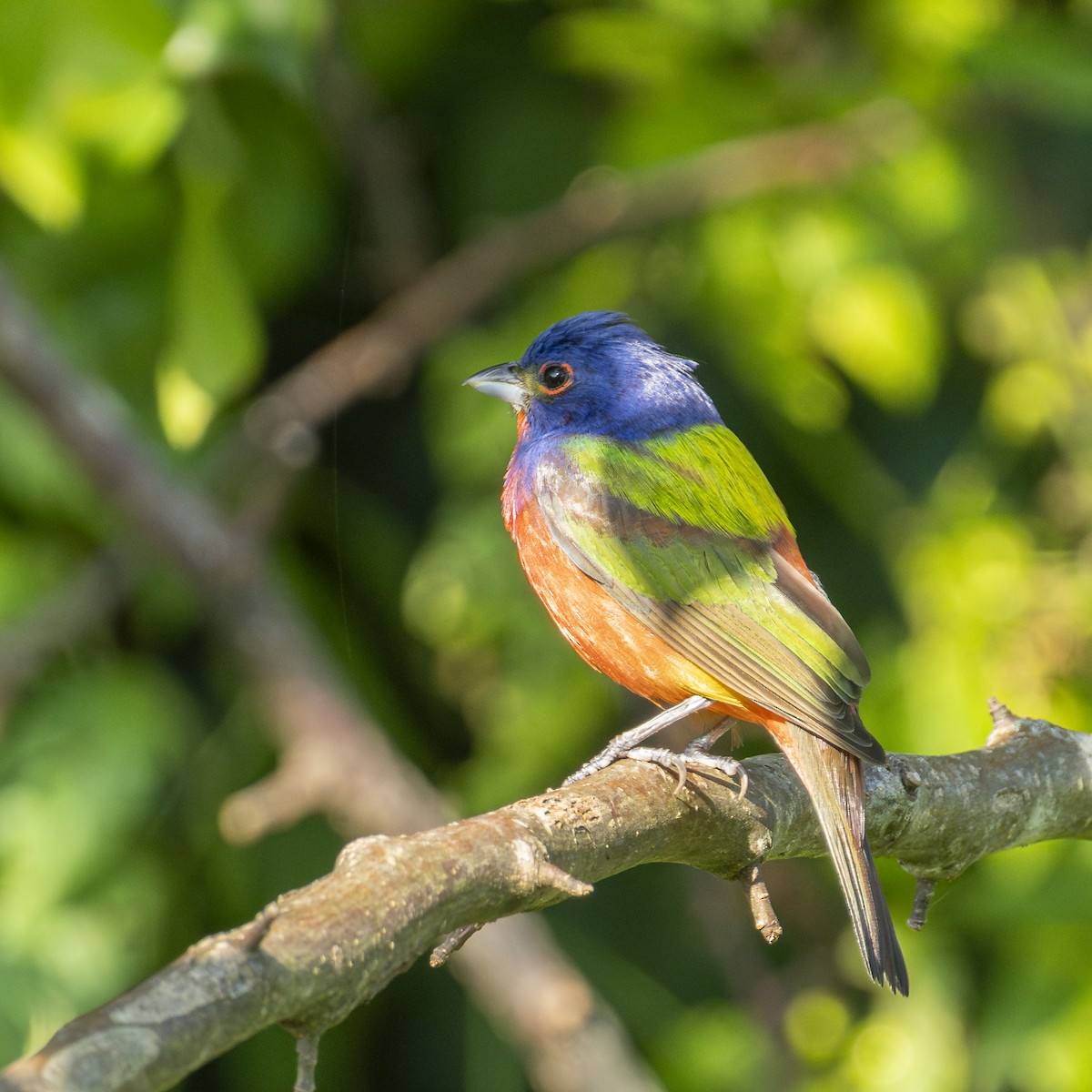 Painted Bunting - ML639330748