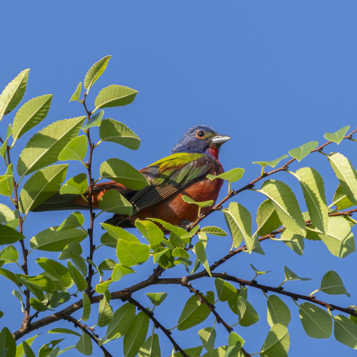Painted Bunting - ML639330750