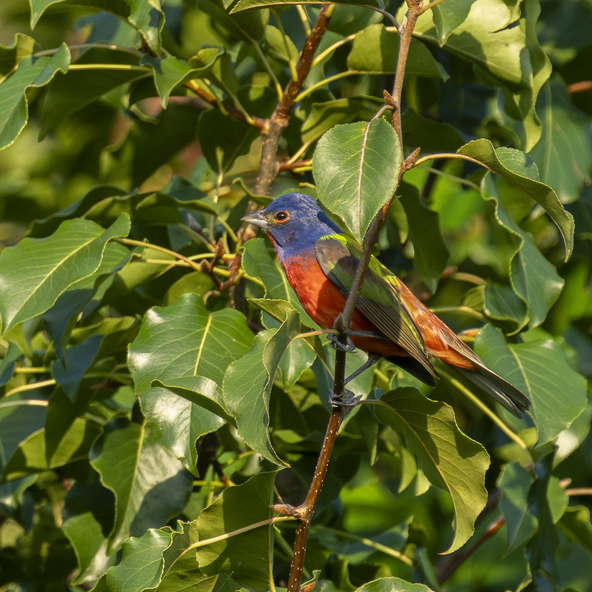 Painted Bunting - ML639330751