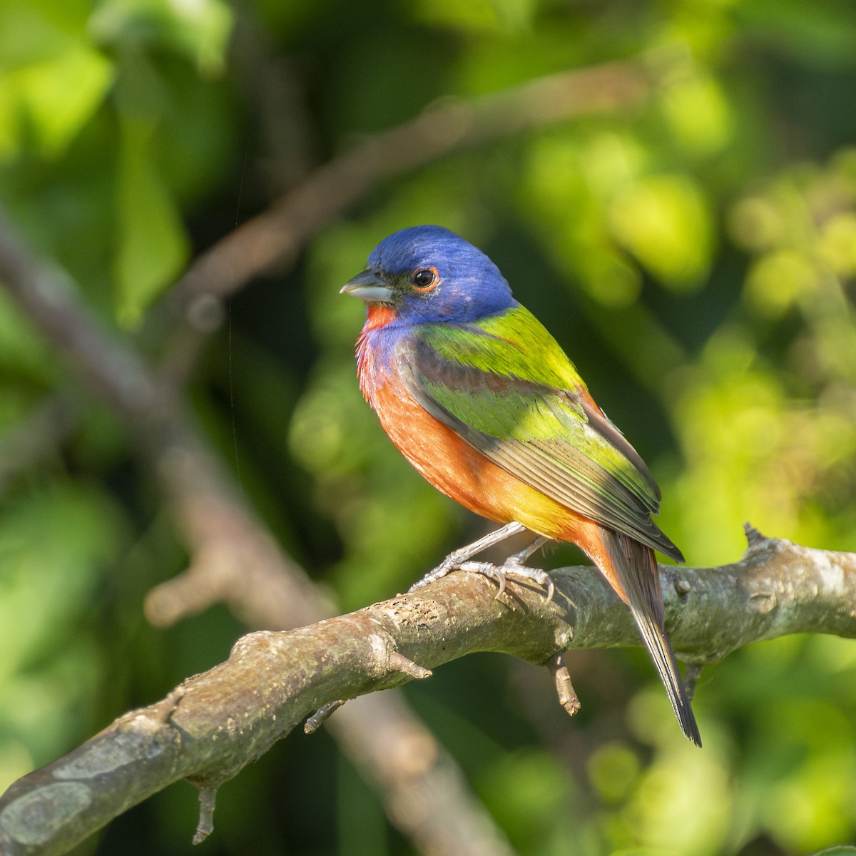 Painted Bunting - ML639330752