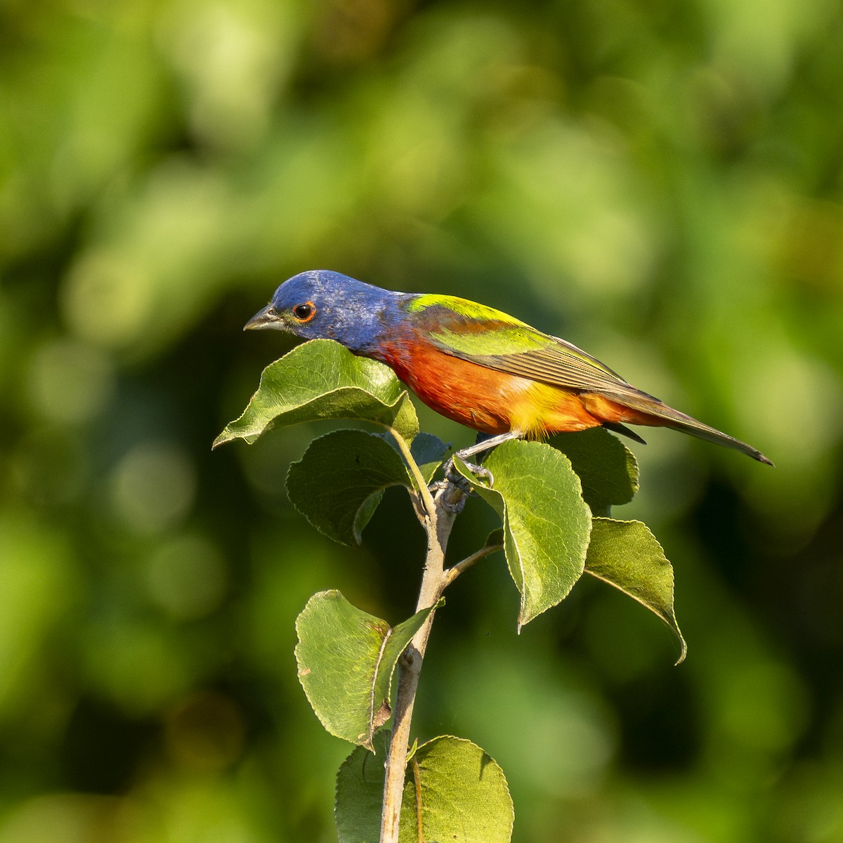 Painted Bunting - ML639330753