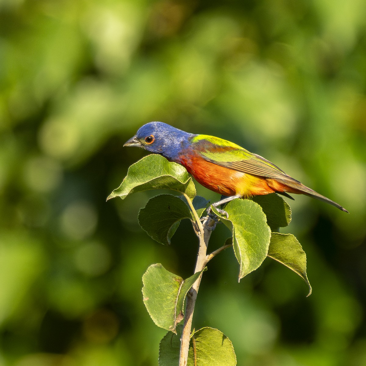 Painted Bunting - ML639330754