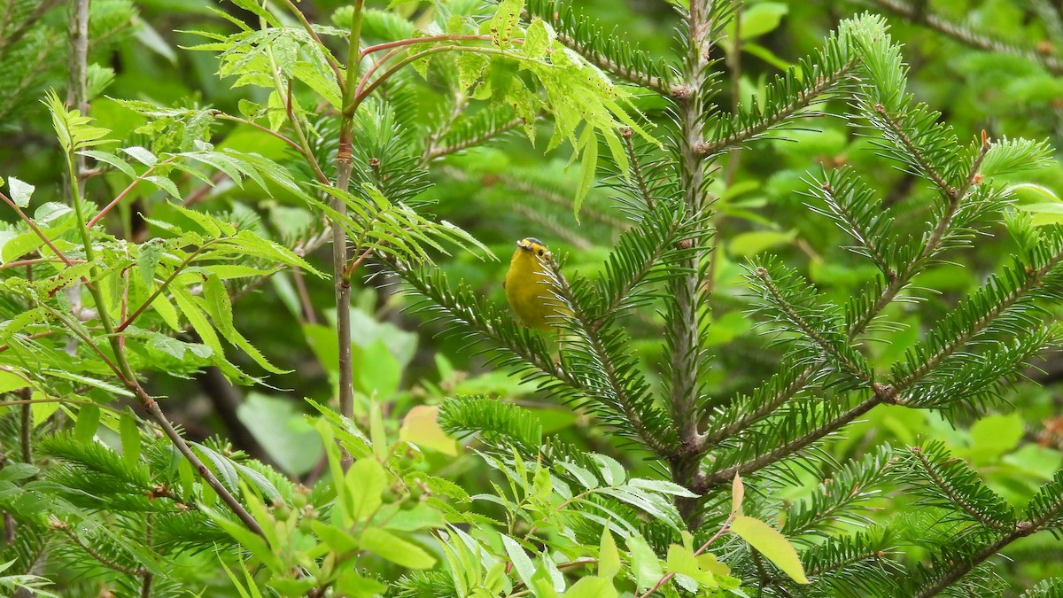 Wilson's Warbler - ML639330762