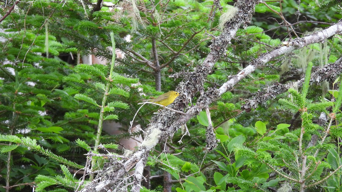 Wilson's Warbler - ML639330763