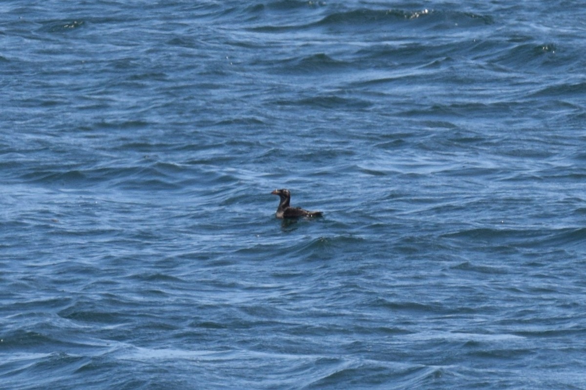 Rhinoceros Auklet - ML639330774