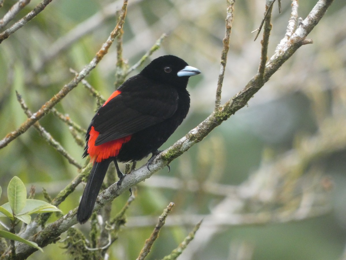 Scarlet-rumped Tanager - ML639330777