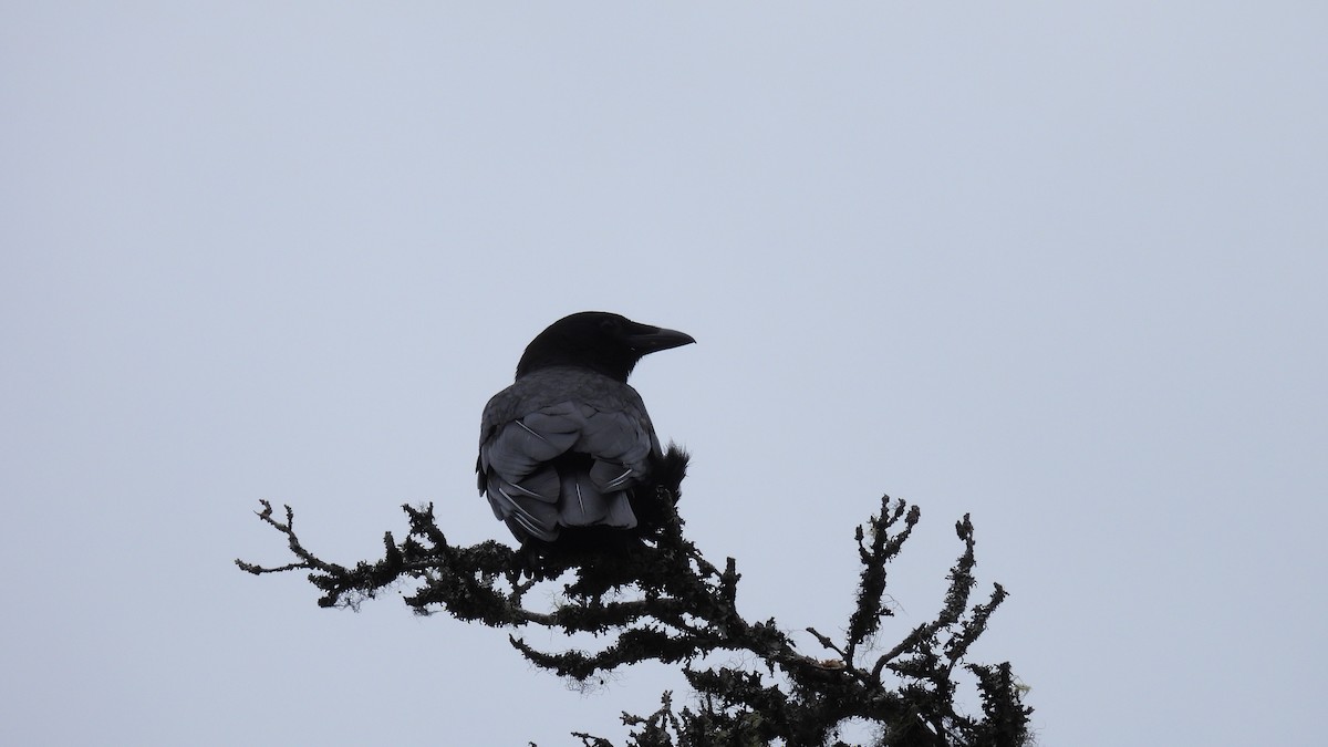American Crow - ML639330779