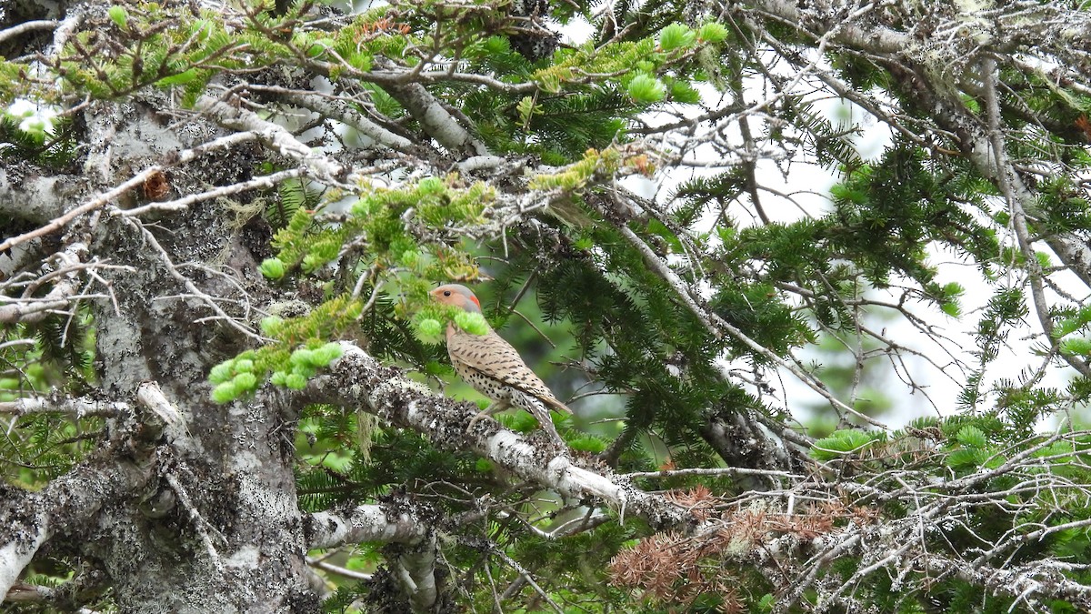 Northern Flicker - ML639330784