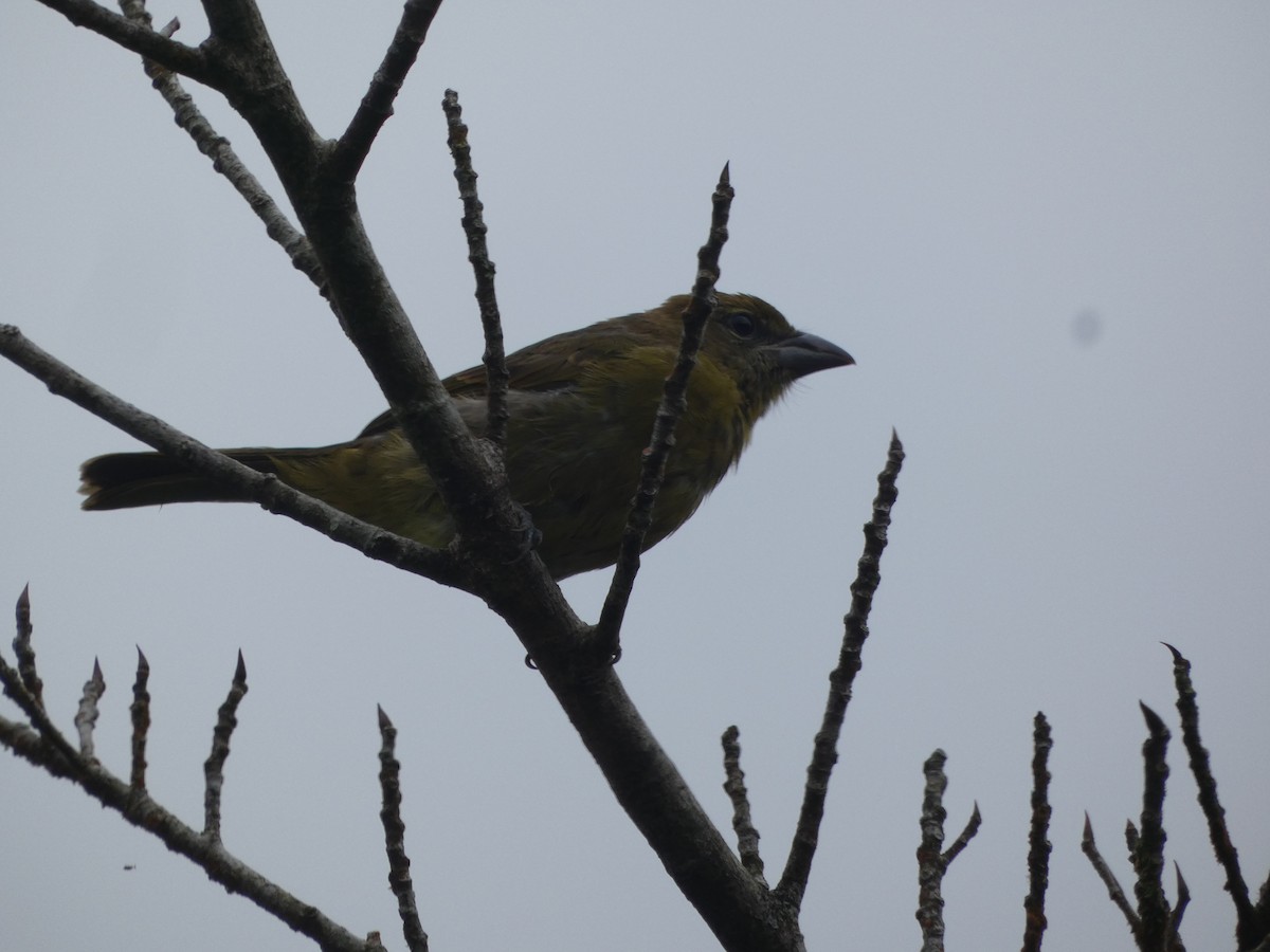 Hepatic Tanager - ML639330800