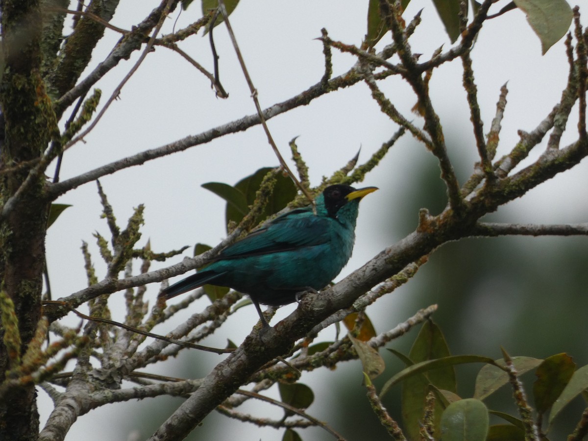 Green Honeycreeper - ML639330804