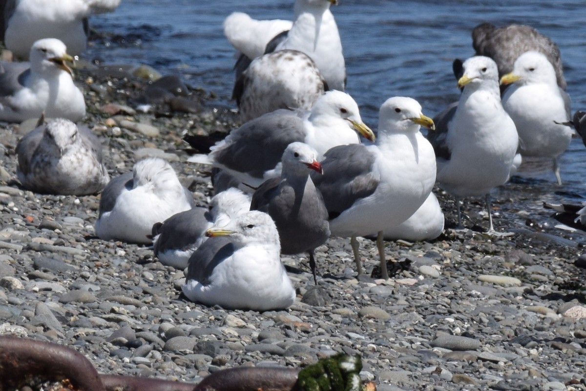 Heermann's Gull - ML639330833