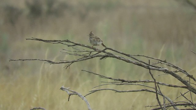 krattopplerke - ML639330848