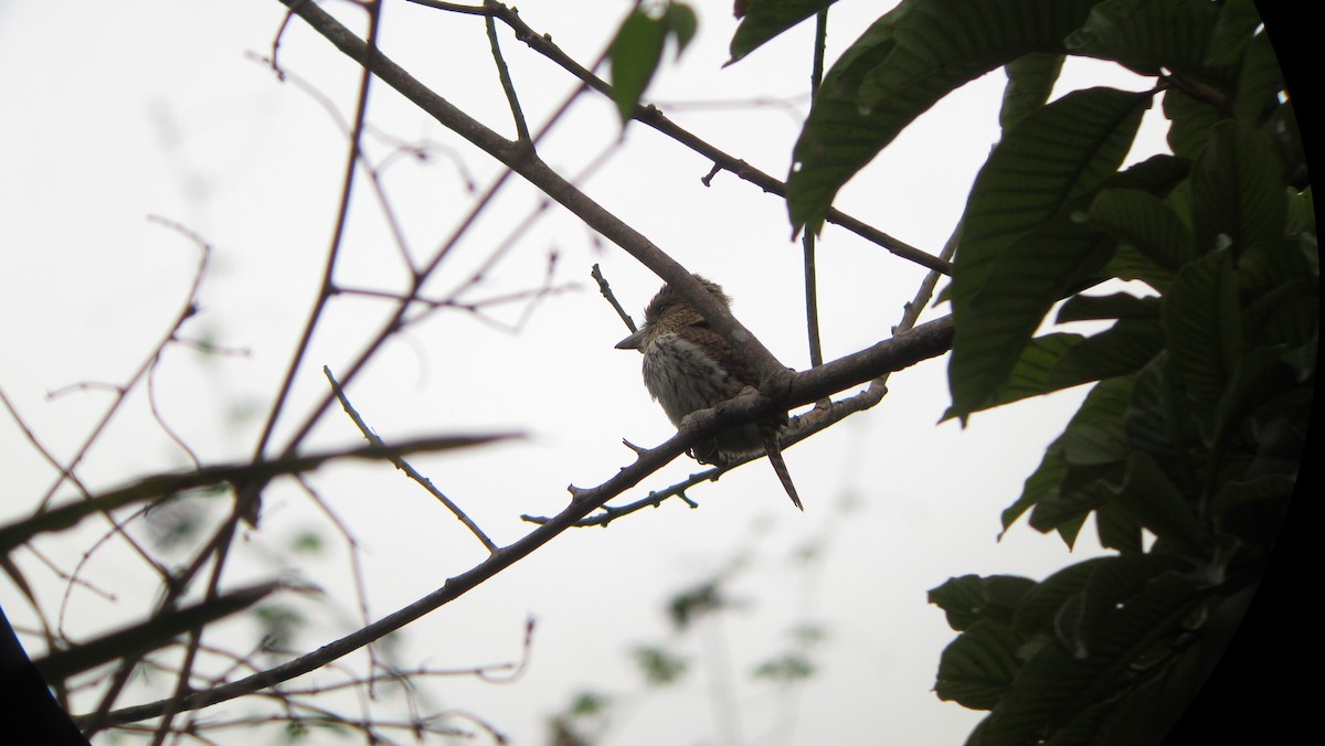 Eastern Striolated-Puffbird - ML639330868