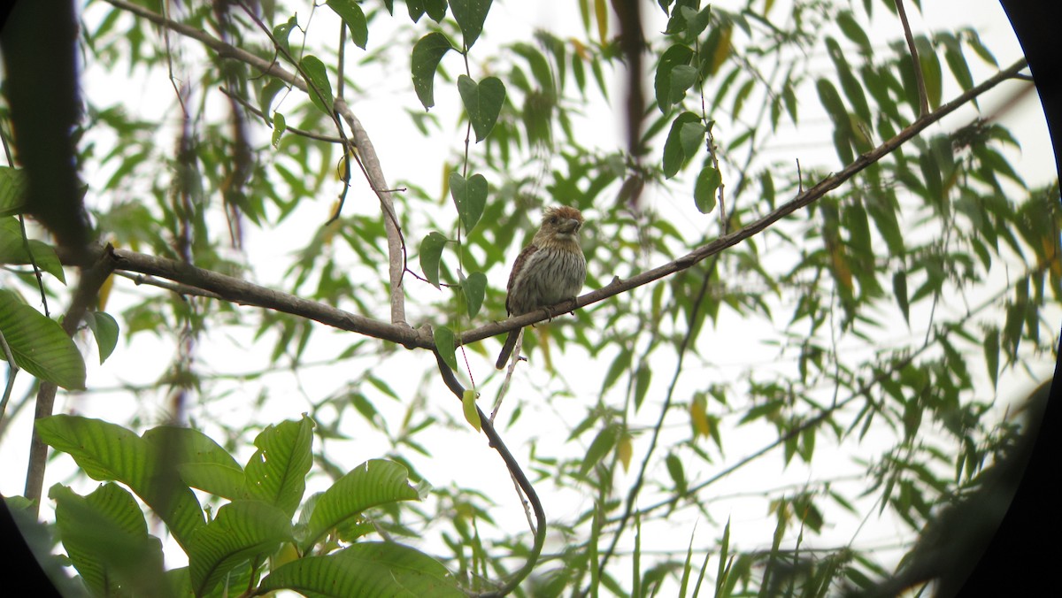 Eastern Striolated-Puffbird - ML639330869