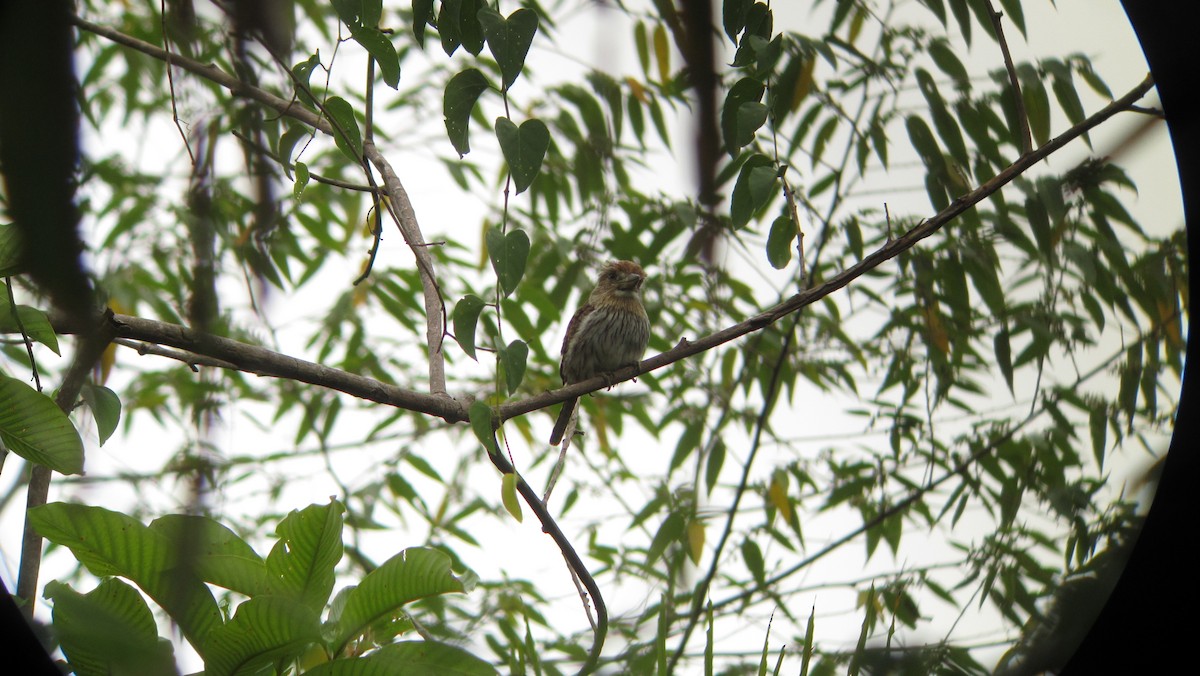 Eastern Striolated-Puffbird - ML639330870