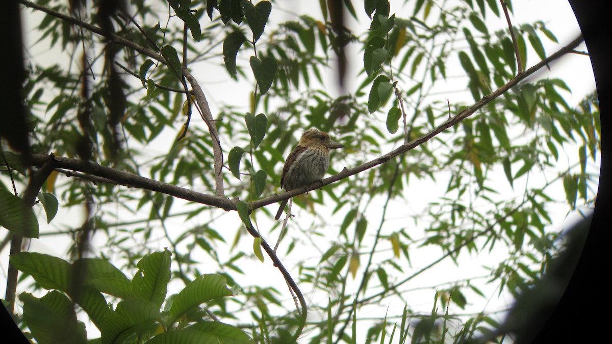 Eastern Striolated-Puffbird - ML639330871