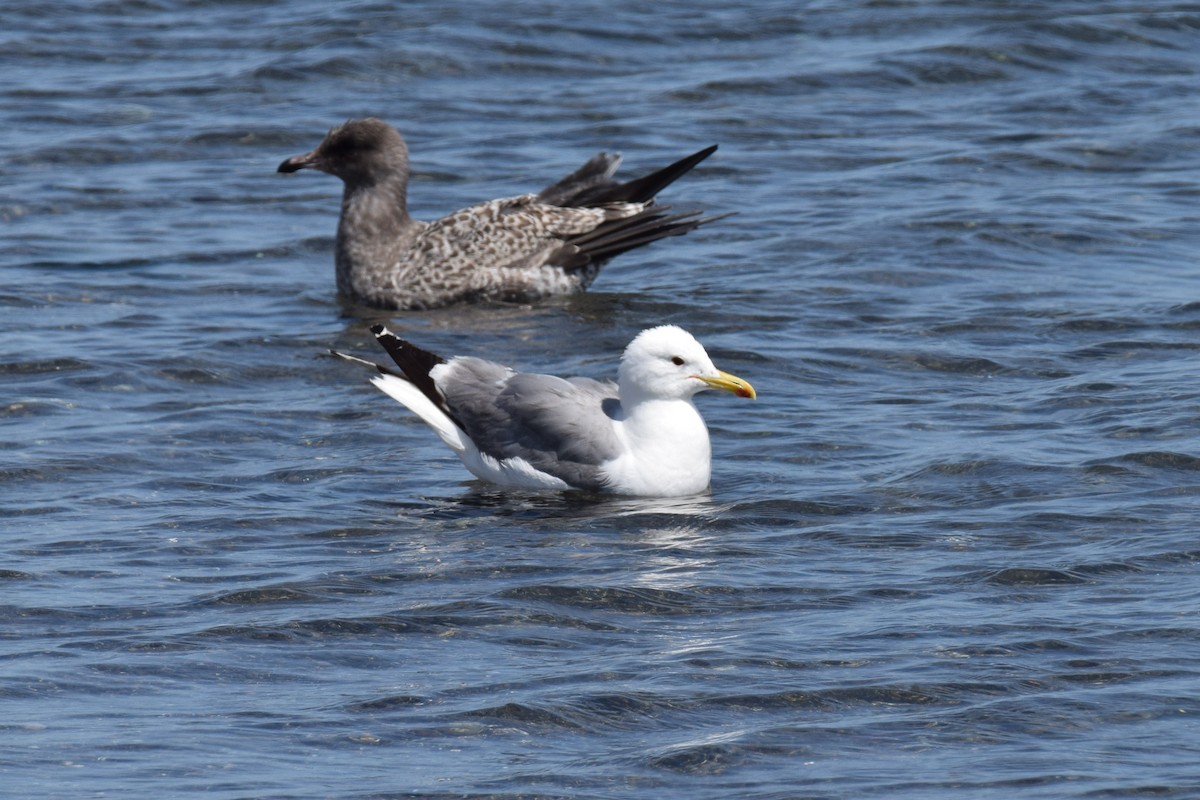 California Gull - ML639330912