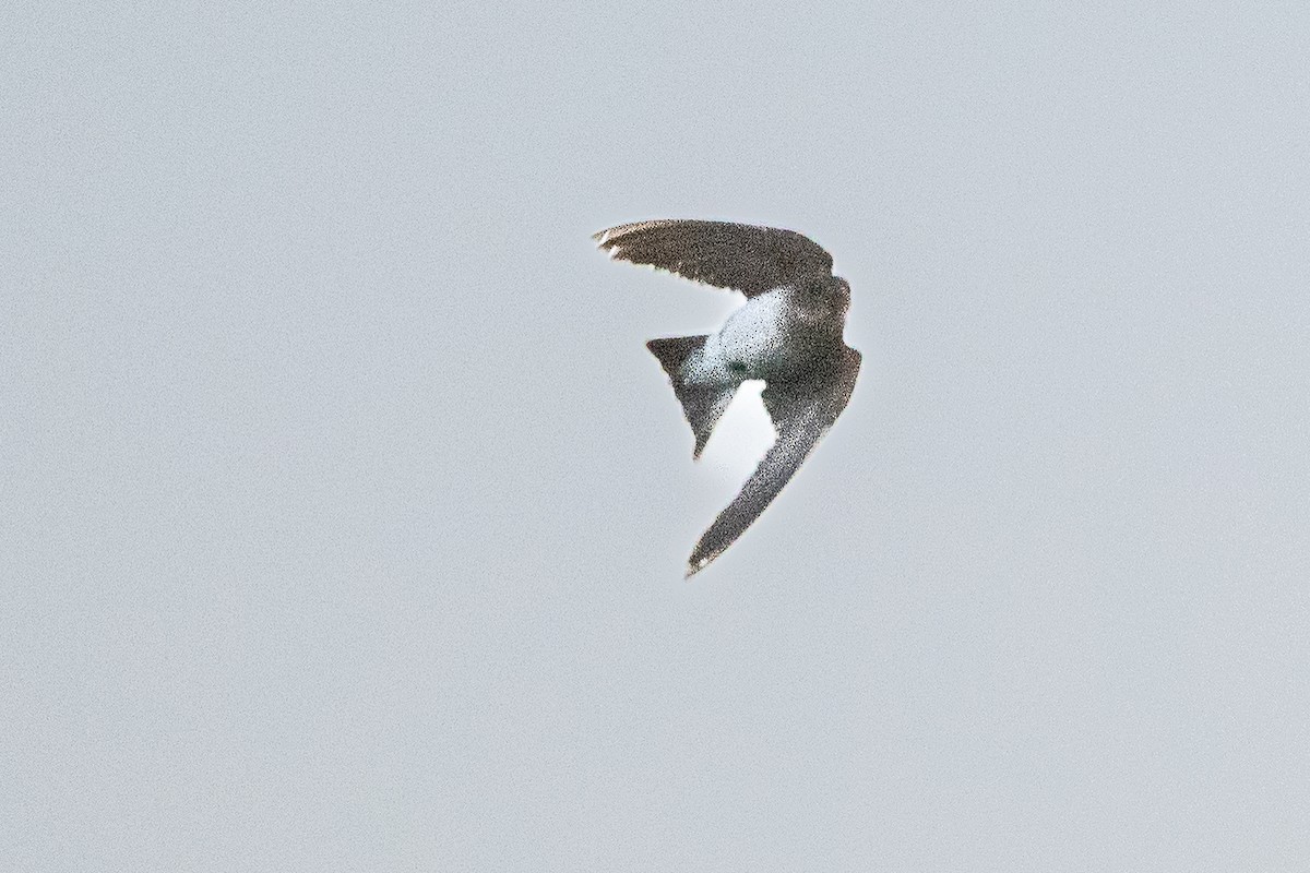 Northern Rough-winged Swallow - ML639331040
